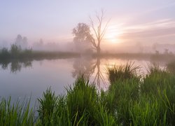 Jezioro, Mgła, Trawa, Drzewa, Świt, Wschód słońca