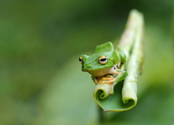 Zielona żabka na liściu