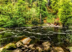 Zielone drzewa i kamienie nad rzeką Braan w Szkocji