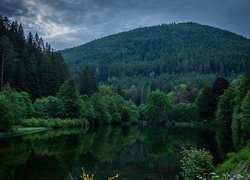 Zielone drzewa i krzewy nad jeziorem