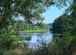 Zielone drzewa i krzewy nad rzeką pod błękitnym niebem