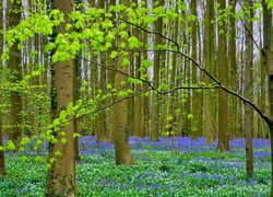 Zielone drzewa i kwiaty w wiosennym lesie