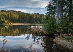 Las, Jezioro, Drzewa, Rośliny