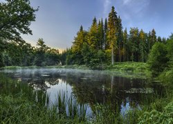 Zielone drzewa i mgła nad stawem