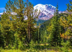 Góry, Ośnieżone, Szczyty, Drzewa, Rośliny, Park Narodowy Mount Rainier, Stan Waszyngton, Stany Zjednoczone