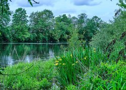 Rzeka, Cher River, Drzewa, Trawy Żółte, Kwiaty, Irysy wodne, Francja