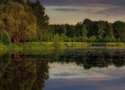 Zielone drzewa i trawy dookoła jeziora