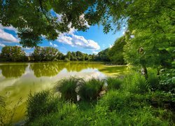 Zielone drzewa i trawy nad jeziorem