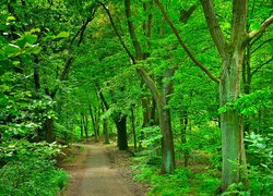 Zielone drzewa liściaste po obu stronach leśnej ścieżki