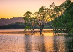 Nowa Zelandia, Jezioro Wanaka, Góry, Drzewa