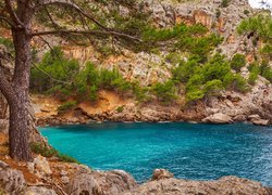 Zielone drzewa na skałach w gminie Escorca na Majorce