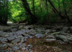 Zielone, Drzewa, Las, Kamienie