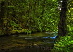 Zielone drzewa nad leśną rzeką