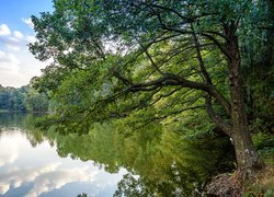 Zielone drzewa nad rzeką letnią porą