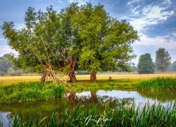 Zielone drzewa nad rzeką Stour w Dedham