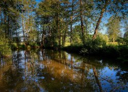 Zielone drzewa nad stawem w słoneczny dzień