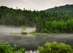 Jezioro, Mgła, Las, Drzewa