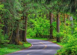 Zielone drzewa po obu stronach asfaltowej drogi przez las