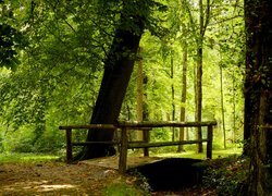 Zielone drzewa przy drewnianym mostku w lesie