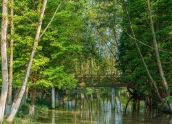 Zielone drzewa przy moście nad rzeką