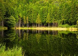 Zielone drzewa wokół jeziora