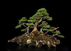 Zielone drzewko bonsai na ciemnym tle