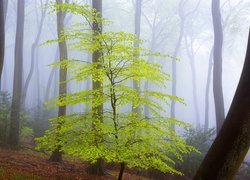 Zielone drzewko w zamglonym lesie