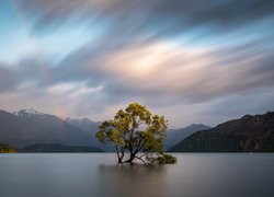 Drzewo, Góry, Jezioro Wanaka, Nowa Zelandia