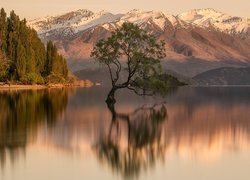 Góry, Ośnieżone, Szczyty, Jezioro Wanaka, Drzewo, Odbicie, Nowa Zelandia