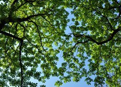 Zielone gałęzie drzew na tle nieba