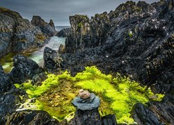Zielone glony na skałach wyspy Iona