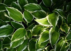 Zielone liście funkii falistej