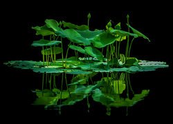 Zielone liście i pąki lotosu