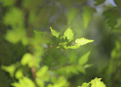 Zielone liście na gałązce na rozmytym tle