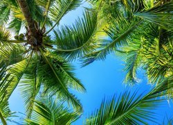 Zielone liście palm na tle nieba