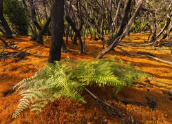 Wyspy Kanaryjskie, Wyspa La Gomera, Park Narodowy Garajonay, Las, Paproć