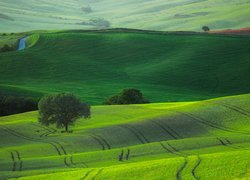 Zielone pola i łąki na wzgórzach Toskanii