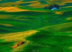 Wzgórza, Drzewa, Łąki, Pola, Dom, Region Palouse, Stan Waszyngton, Stany Zjednoczone