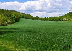 Zielone pola uprawne na wzgórzu pod lasem