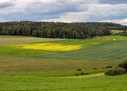 Zielone pola uprawne pod lasem