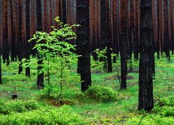 Zielone rośliny w wiosennym lesie