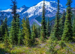 Ośnieżone, Góry, Drzewa, Świerki, Kwiaty, Park Narodowy Mount Rainier, Stan Waszyngton, Stany Zjednoczone