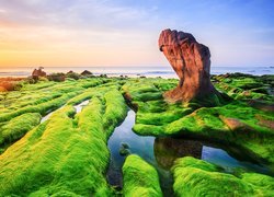 Zielone wodorosty na skałach przy brzegu morza