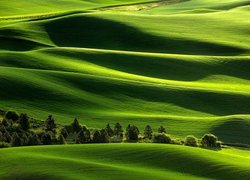 Zielone wzgórza Palouse