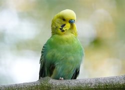 Zielono-żółta papużka falista