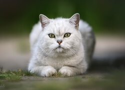 Biały, Kot, Spojrzenie