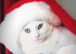 Zielonooki biały kotek w czapce Mikołaja