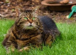 Zielonooki bury kot leżący na trawie
