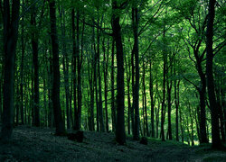 Zielony las liściasty na wzgórzu
