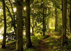 Zielony las nad rzeką w promieniach słońca
